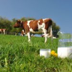 В Тверской области планомерно уничтожается молочное производство