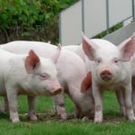 Африканская чума свиней может вновь вернуться в Тверскую область