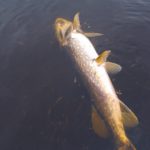 Молокозавод в Бежецке убивает экологию: массовая гибель рыбы в реках