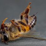 В Зубцовском районе пчелы заболели варроатозом. Теперь это может грозить всей области