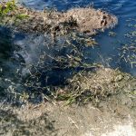 Реку в Бежецке вновь залили канализацией