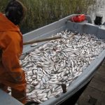 Запрет промысла рыбы  в Тверской области разорил десятки предприятий и усугубил экологические проблемы. Мнение рыбопромышленников