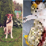 Жители Кимр добиваются возбуждения уголовного дела по факту убийства собаки