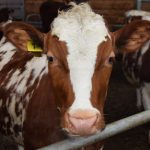 Первый «молокомат» и айрширские коровы из Нелидово