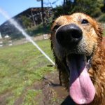Как обезопасить домашних животных во время жары: советы ветеринаров