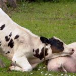 Сколько в Тверской области коров и свиней?