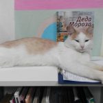 В Городне Конаковского района появился новый кот-библиотекарь
