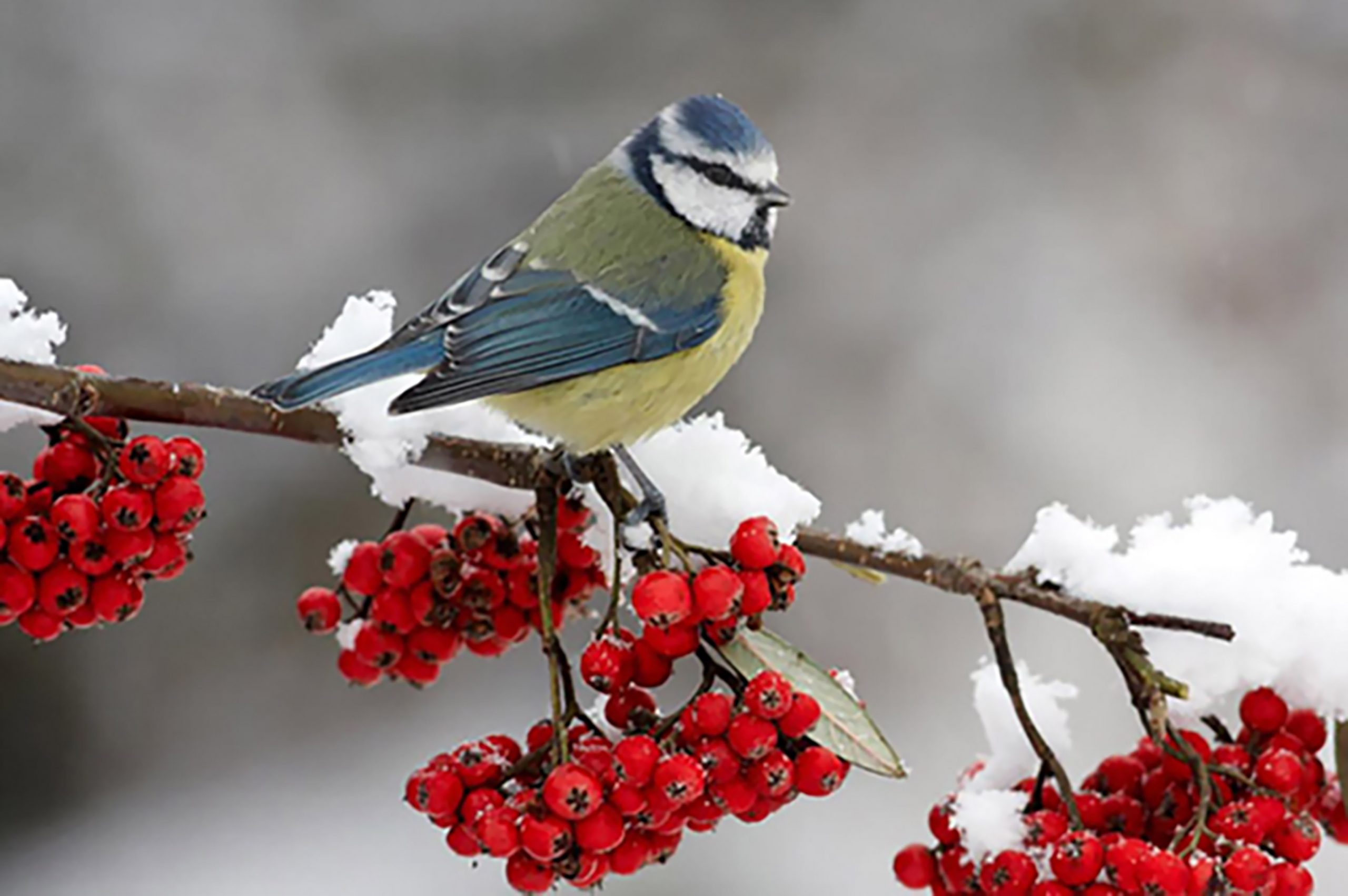 Красная синичка. Синичка лазоревка. Зимние птицы. Синица на рябине. Рябина в снегу.