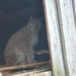 Реабилитационный центр для диких животных в Тверской области просит помочь спасти рысь