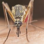 Комары могут переносить  опасные инфекции