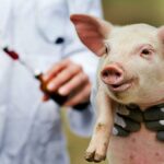 В Кимрском районе предупредили об опасности африканской чумы свиней
