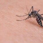 В России ожидается большое количество комаров — переносчиков лихорадки Западного Нила