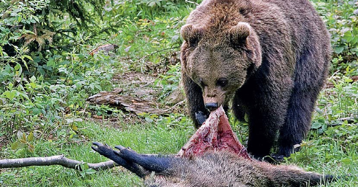 Смотреть: Черный медведь (гризли) убивает белохвостого оленя рядом с озером Теннесси