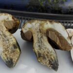 Червивые грибы пригодны в пищу и не только