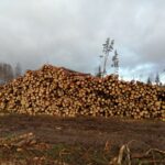 В Бологовском районе массово рубят лес