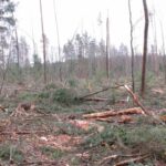 Жители Торопецкого района жалуются на варварские вырубки в зонах отдыха