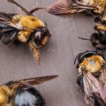 В Тверской области опасно заболели пчёлы