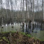В Калининском районе разрушается дорога и гибнет лес
