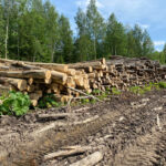 ОНФ просит прокуратуру проверить законность вырубки леса в Конаковском районе