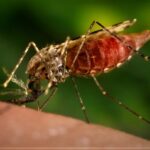 В Тверской области два человека заболели малярией