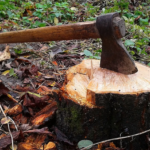 Жителей Тверской области могут оштрафовать за вырубку деревьев на собственном участке