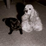 Кокер-спаниель – очаровательная собака со сложным характером