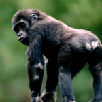 Оспа обезьян: подтверждено,  что группой риска являются геи и бисексуалы