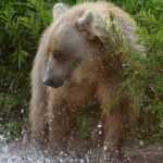 В Максатихинском районе просят отловить медведя, который выходит в населённые пункты