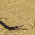 Жителей Торжка напугали «тропические» тараканы  и плавающая змея