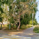 Умирающие деревья ближнего Заволжья (фоторепортаж)
