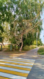 Умирающие деревья ближнего Заволжья (фоторепортаж)