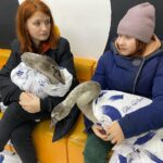 Молодых лебедей — инвалидов неравнодушные люди спасли из ледового плена