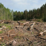 В Бологовском районе незаконно вырубили лес на 70 млн рублей