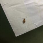 Школу №1 города Бологое заполонили тараканы