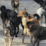 Рамешки терроризируют стаи бродячих собак