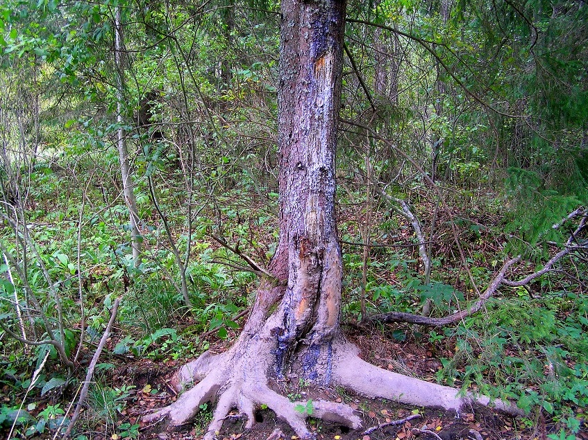 дерево поцарапанное волком