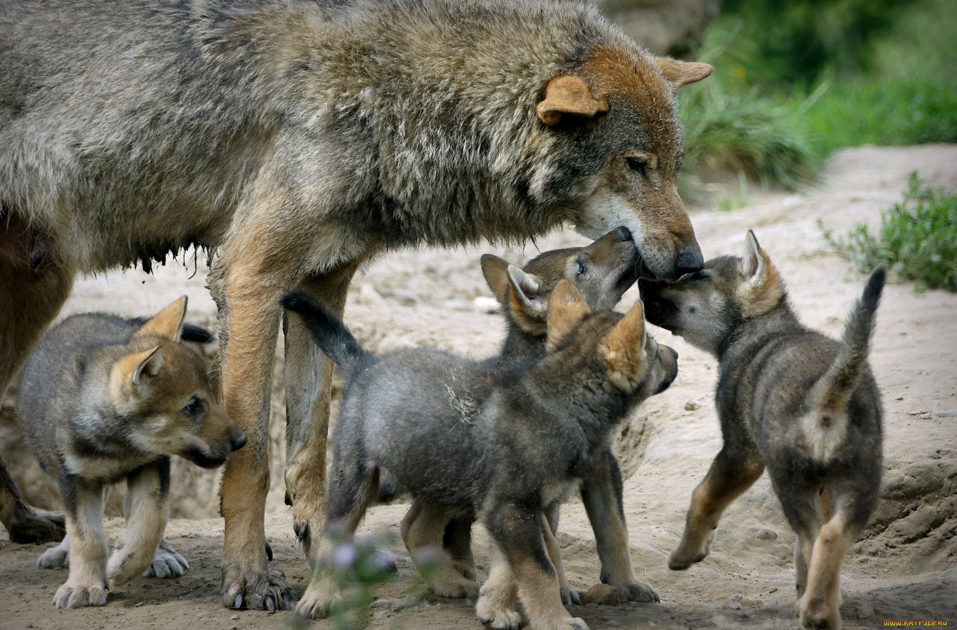 волчица с волчатами