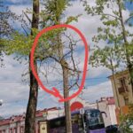 Ржевитяне жалуются на некачественную обрезку деревьев в городском парке