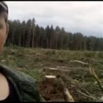 «Пилят и пилят». Жители Кашинского городского округа просят проверить законность вырубки леса около деревни Вознесенье