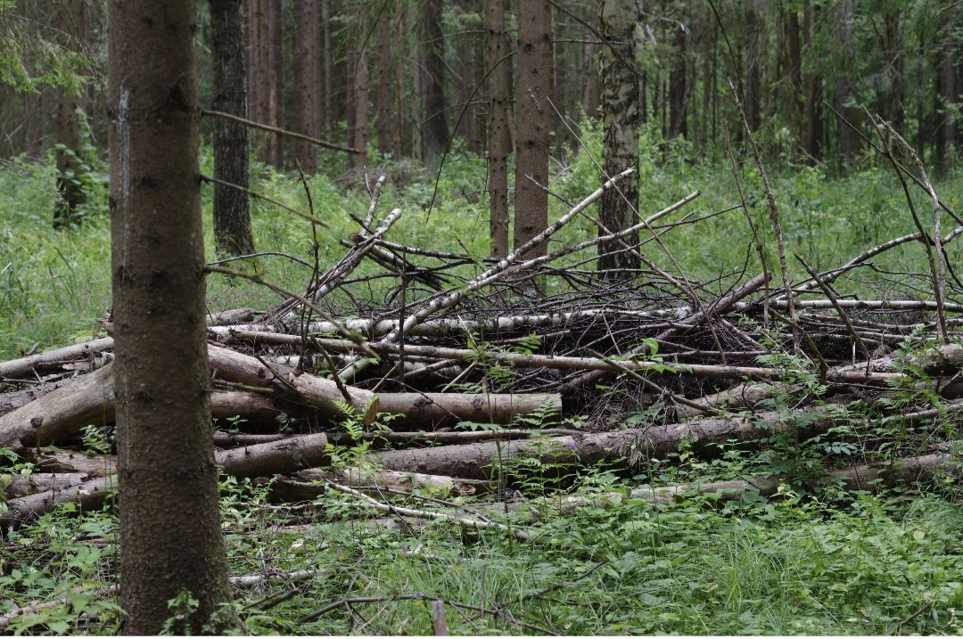 Вырубка леса Торжок