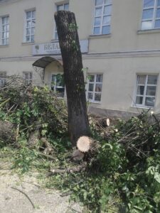 вырубка деревьев в Твери
