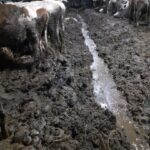 «Концлагерь» для коров в Торопецком районе