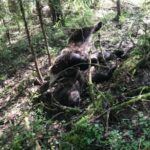 Жительница Весьегонского округа рассказала о браконьерах, застреливших медведя