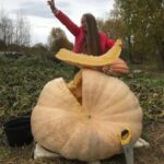 Жительница Тверской области вырастила тыкву-гиганта