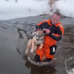 В Кимрах спасли собаку, тонущую в ледяной воде