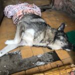 В Твери сбитую собаку бросили в подъезде. Волонтёры спасли животное, но его состояние очень тяжёлое