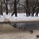 В Ржеве воспитанные утки переходят дорогу по переходу