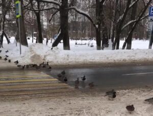 утки переходят дорогу по переходу