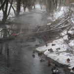 В Московском районе Твери продолжают массово гибнуть утки