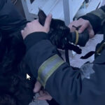 В Калининском районе на пожаре спасли кота. Видео